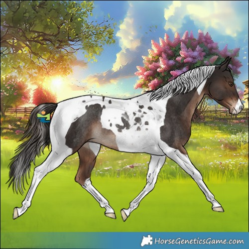Horse Color:Liver Chestnut Tobiano Rabicano