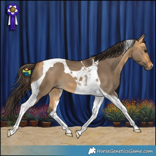 Horse Color:Buckskin Dun Tobiano 