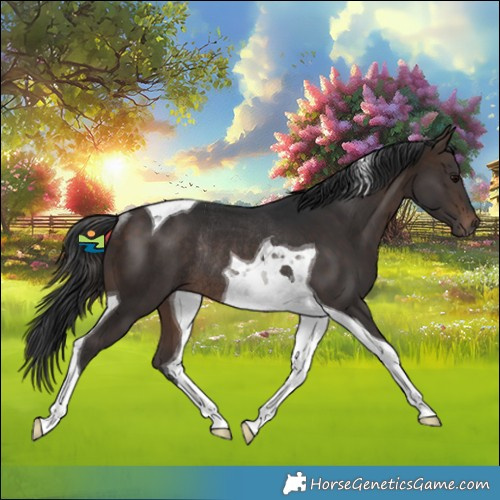 Horse Color:Brown Tobiano Rabicano