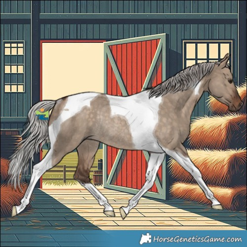 Horse Color:Silver Brown Dun Tobiano Rabicano