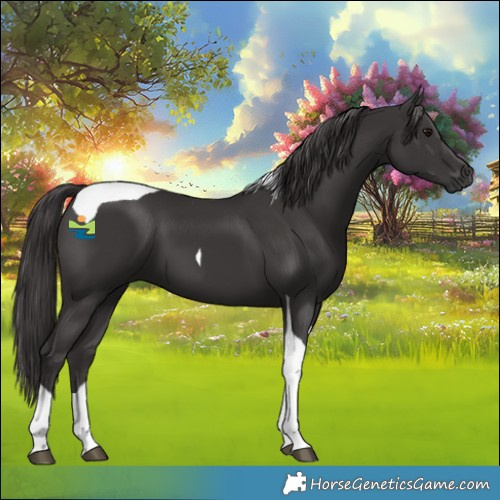 Horse Color:Smoky Black Tobiano