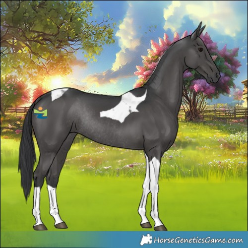 Horse Color:Black Tobiano Rabicano