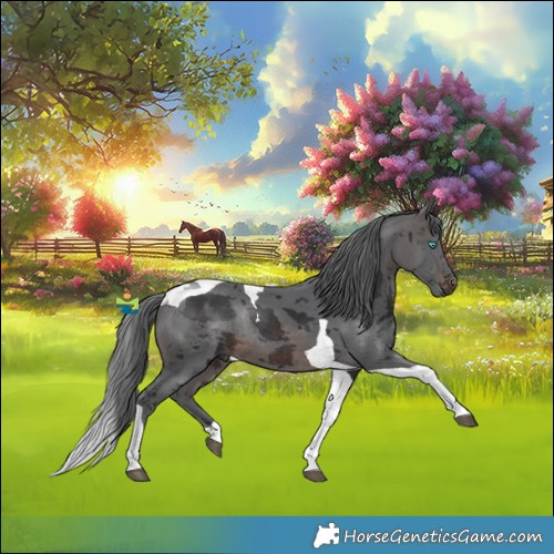 Horse Color:Brown Merle Tobiano Rabicano