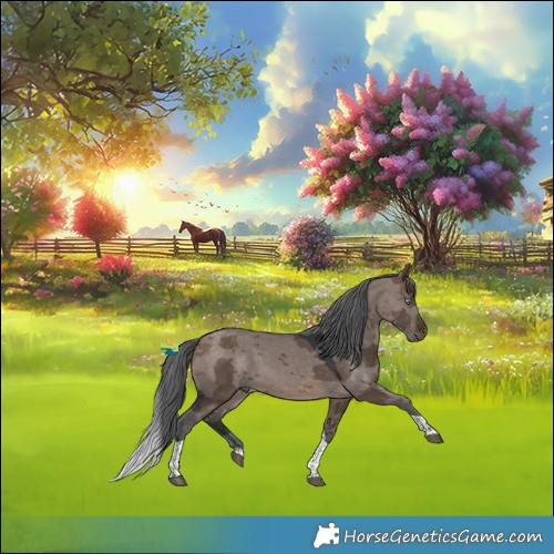 Horse Color:Brown Dun Merle Tobiano 