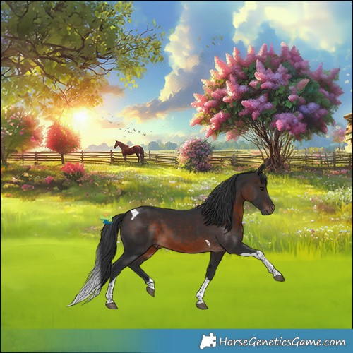 Horse Color:Brown Tobiano