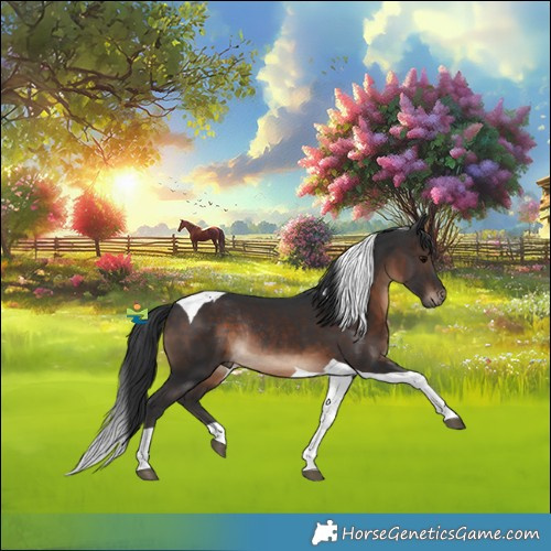 Horse Color:Brown Tobiano Rabicano