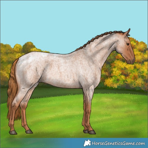 Horse Color:Red Ice Roan 