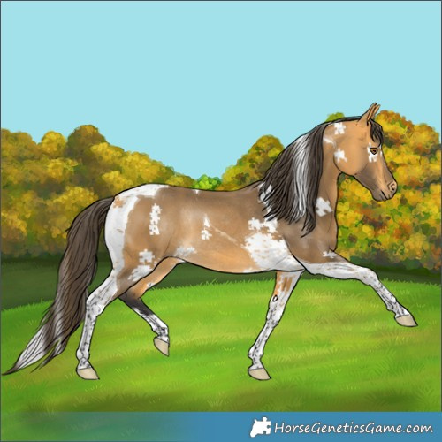 Horse Color:Buckskin Tobiano Rabicano