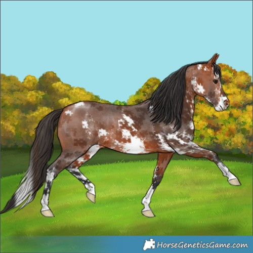 Horse Color:Bay Sabino
