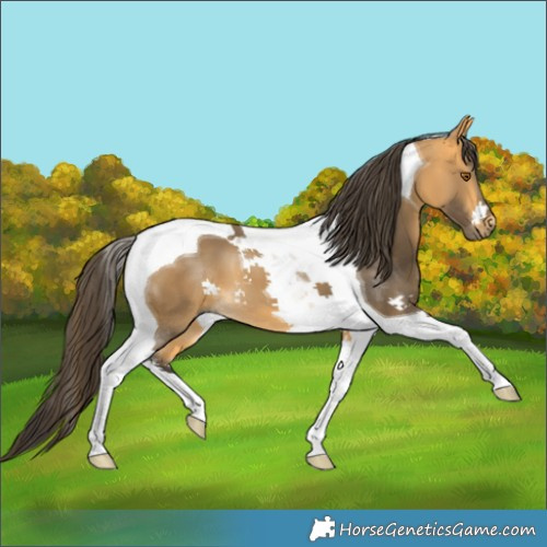 Horse Color:Buckskin Tobiano 