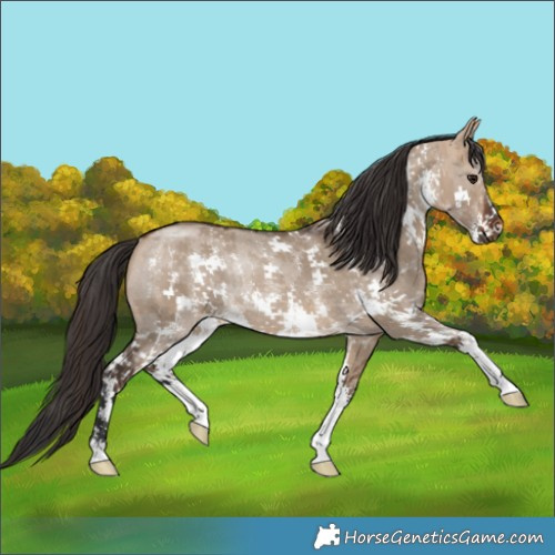 Horse Color:Bay Dun Sabino Rabicano 