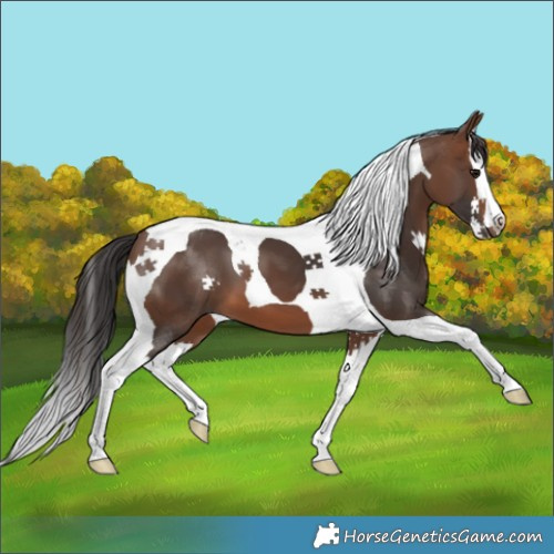 Horse Color:Brown Splash Tobiano 