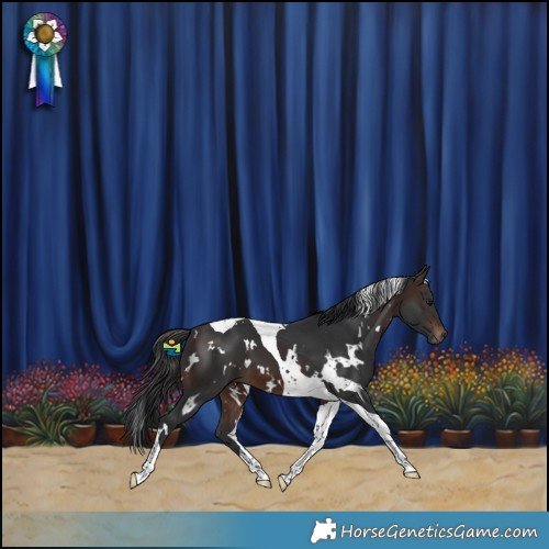 Horse Color:White Spotted Brown Tobiano