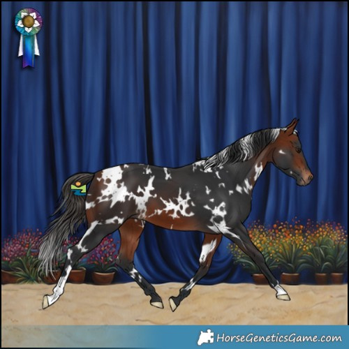 Horse Color:White Spotted Bay 