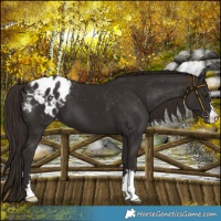 Horse Color:Liver Chestnut Blanket 