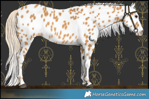 Horse Color:Palomino Leopard 