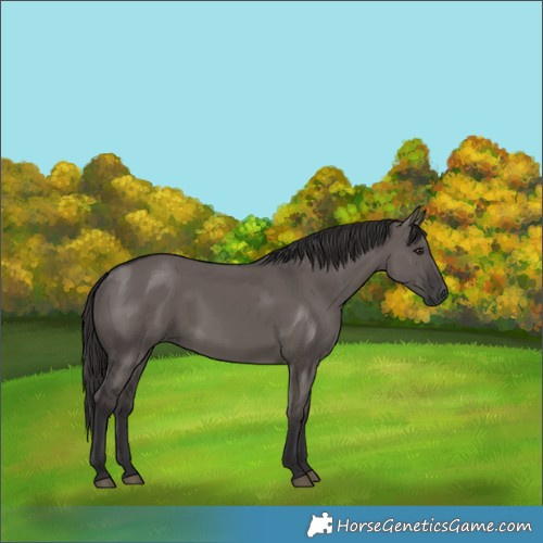 Horse Color:Smoky Grullo