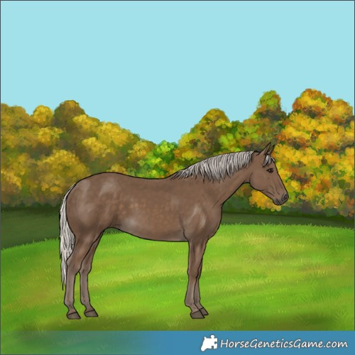Horse Color:Silver Smoky Black
