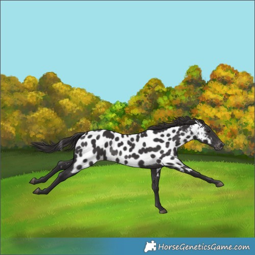 Horse Color:Smoky Black Near Leopard