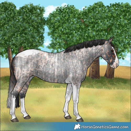 Horse Color:Bay Roan Splash Tobiano Appaloosa and Blue Roan Splash Tobiano Appaloosa