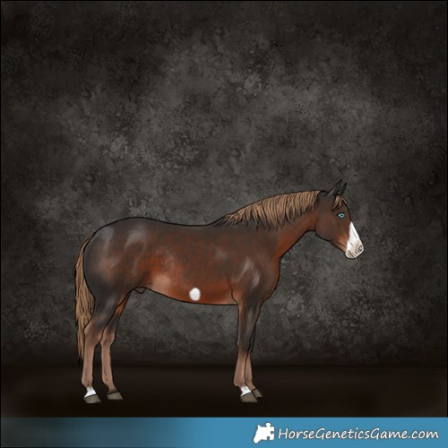 Horse Color:Liver Chestnut Frame Rabicano