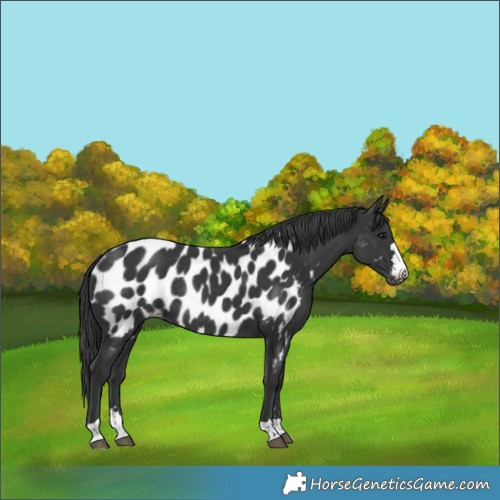 Horse Color:Black Near Leopard Rabicano