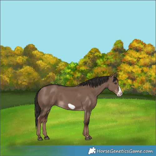 Horse Color:Liver Red Dun Frame