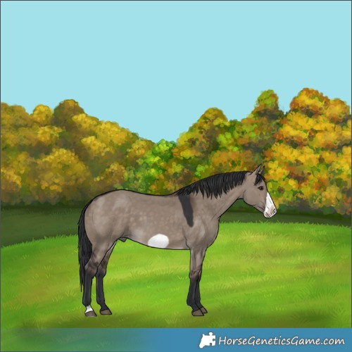 Horse Color:Brown Dun Frame
