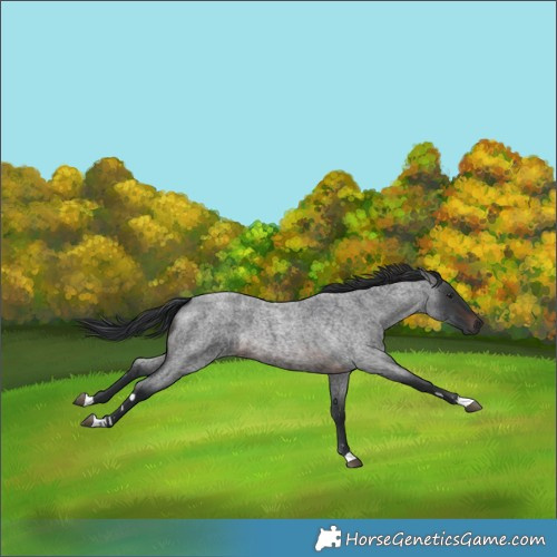 Horse Color:Brown Roan