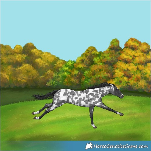 Horse Color:Blue Roan Near Leopard Rabicano