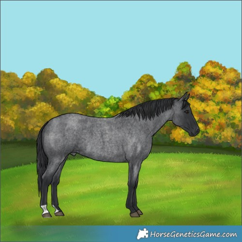 Horse Color:Blue Roan 