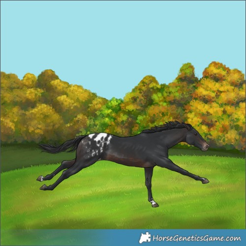 Horse Color:Brown Blanket