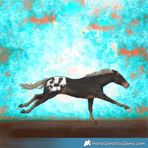 Horse Color:Liver Chestnut Appaloosa