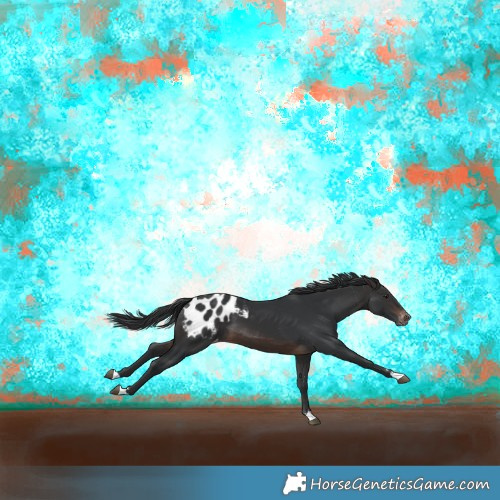 Horse Color:Brown Appaloosa 