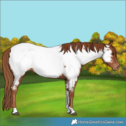 Horse Color:Chestnut Tobiano Near Fewspot 