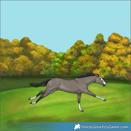 Horse Color:Grullo Rabicano