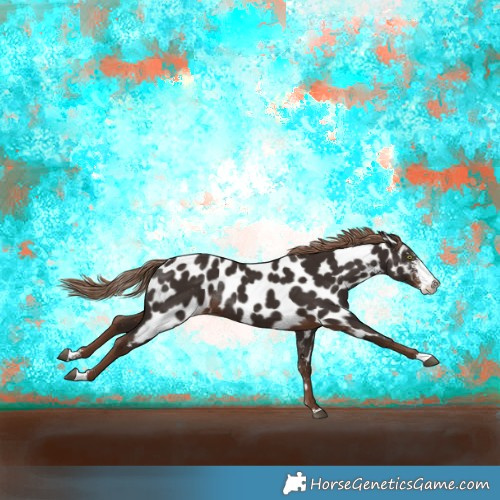 Horse Color:Liver Chestnut Sabino Appaloosa Rabicano