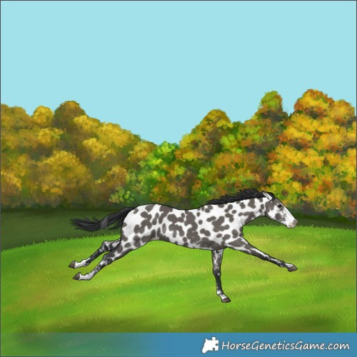 Horse Color:Grullo Sabino Near Leopard Rabicano 