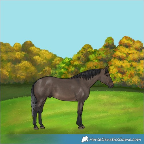 Horse Color:Brown Dun 