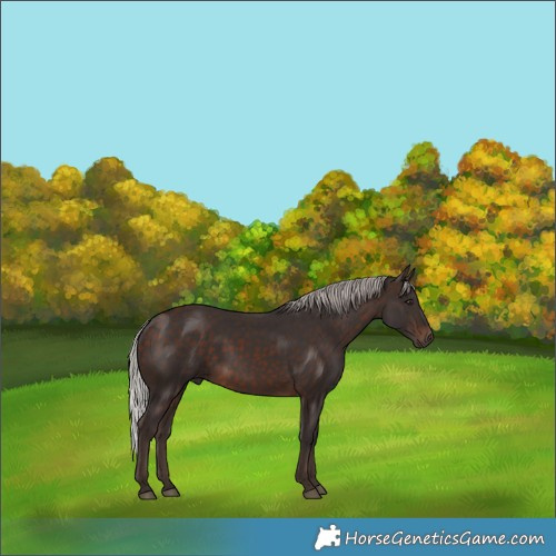 Horse Color:Silver Brown