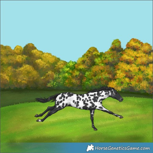 Horse Color:Black Near Leopard 