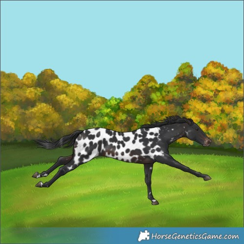 Horse Color:Brown Appaloosa Rabicano