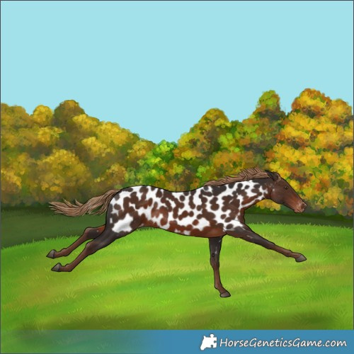 Horse Color:Liver Chestnut Appaloosa