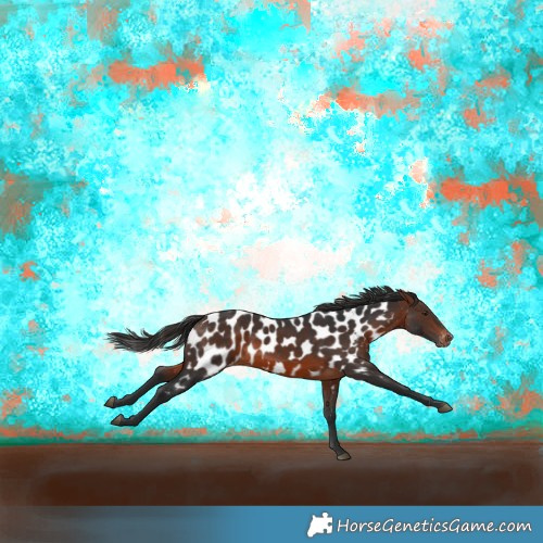 Horse Color:Brown Appaloosa Rabicano