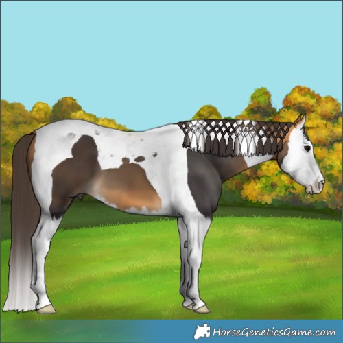 Horse Color:Buckskin Splash Tobiano 