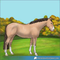 Horse Color:Amber Champagne Rabicano 
