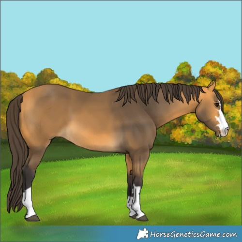 Horse Color:Buckskin 