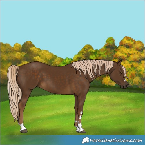 Horse Color:Chocolate Palomino 