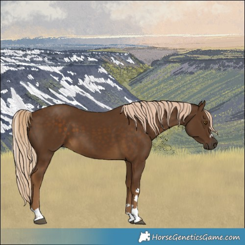 Horse Color:Chocolate Palomino