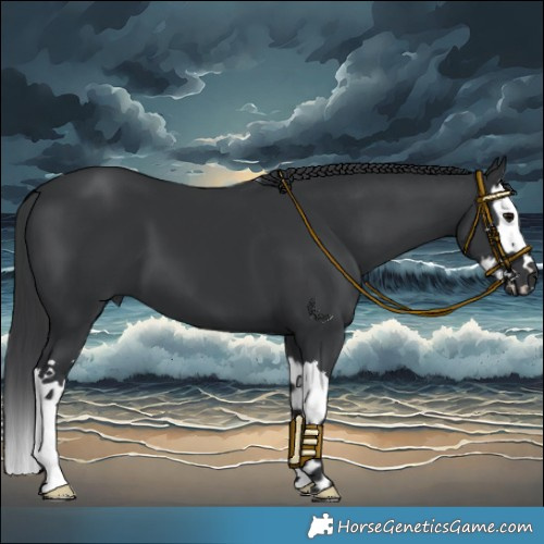Horse Color:Black Splash